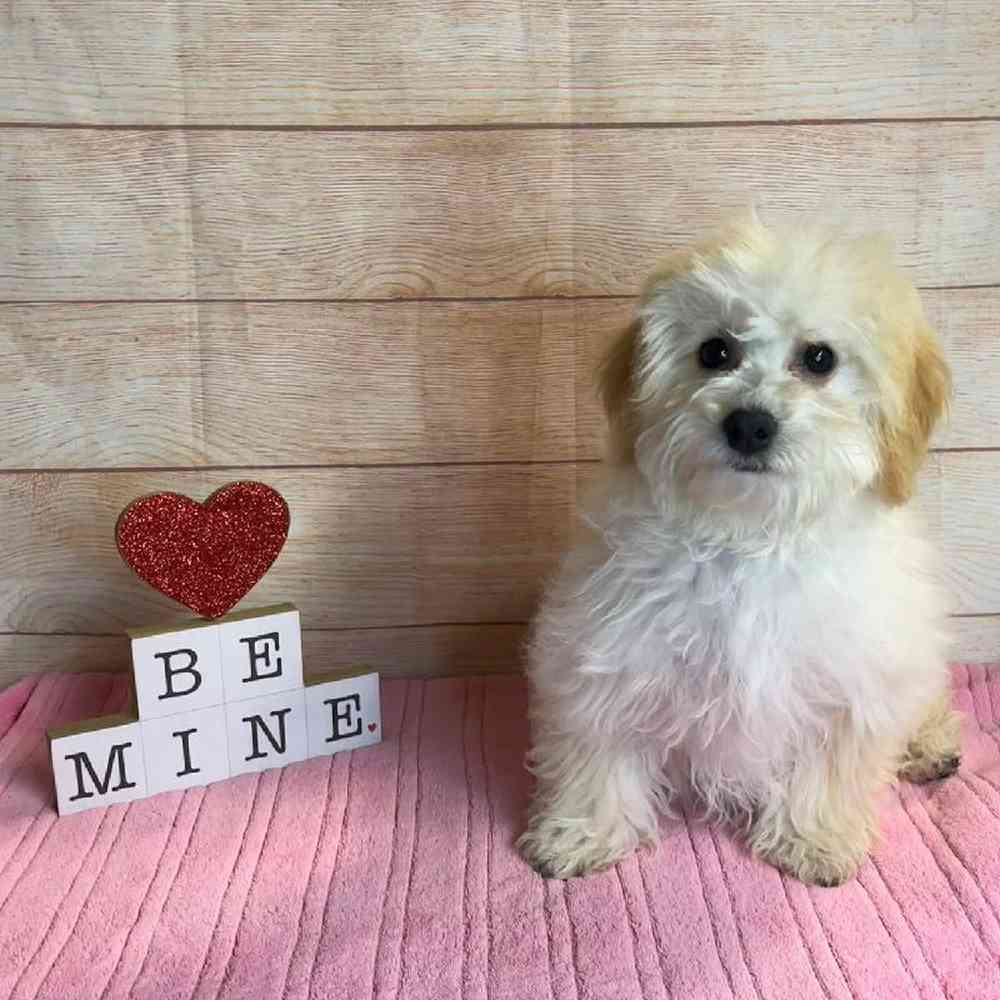 Bichon Frise-Poodle