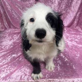 Old English Sheepdog Mix
