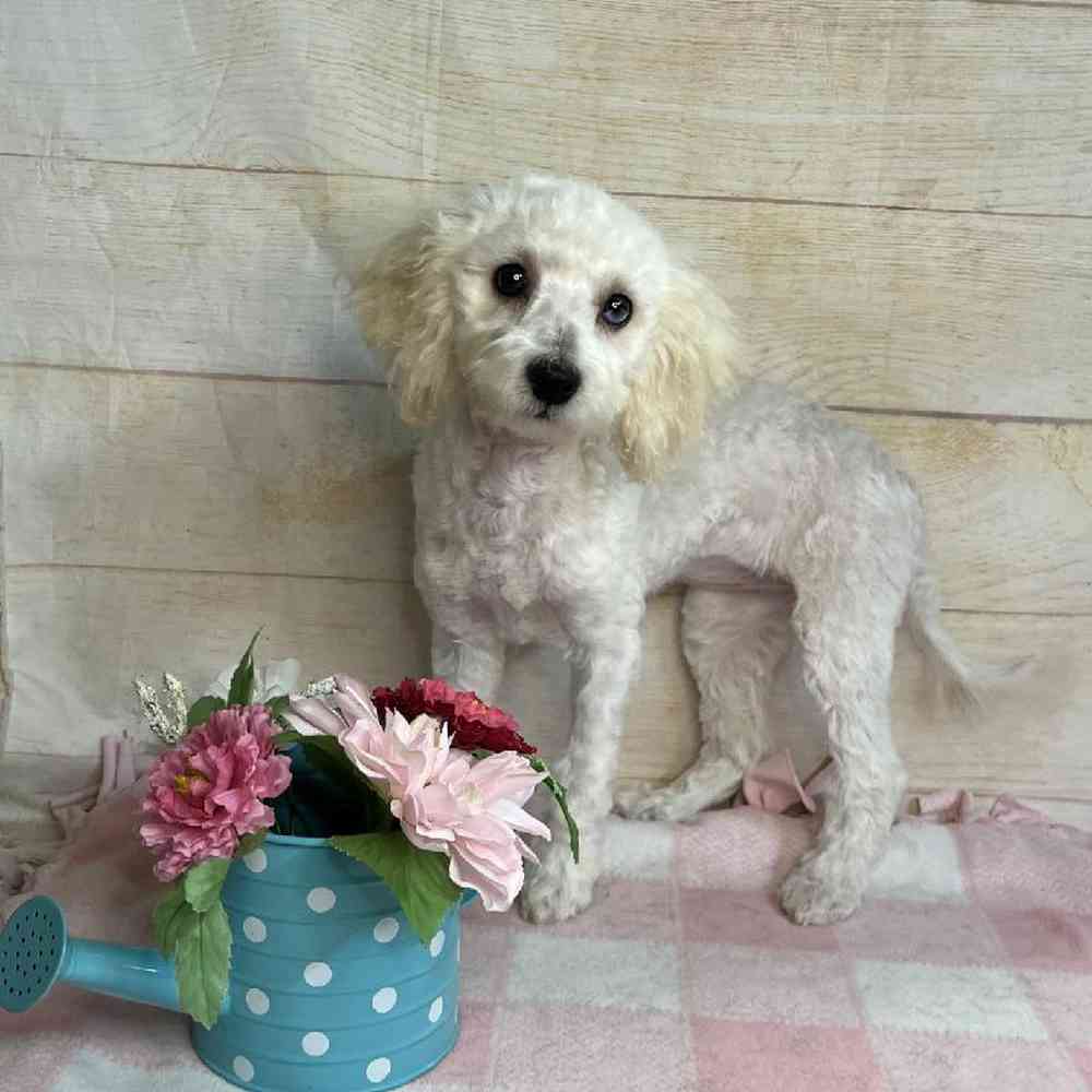 carousel pet images