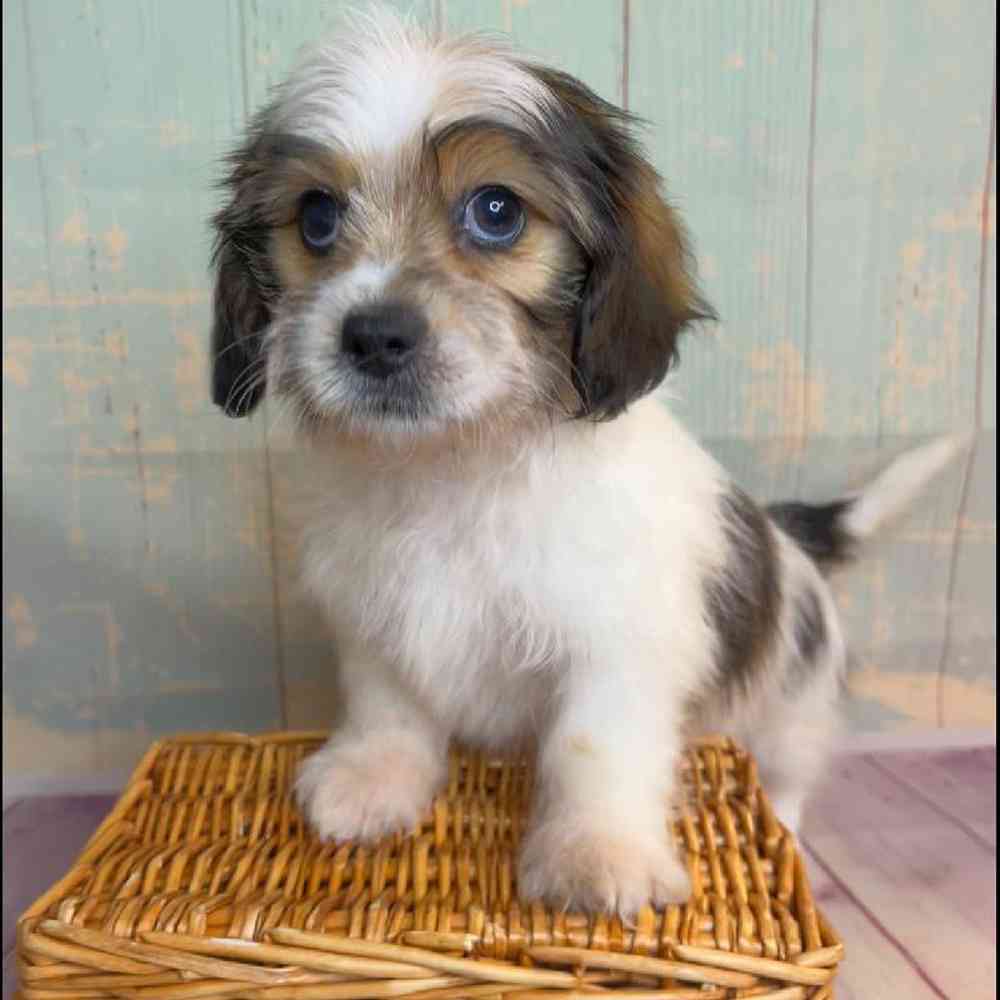 Image of a pet breed in the gallery