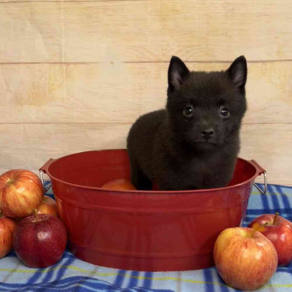 carousel pet images