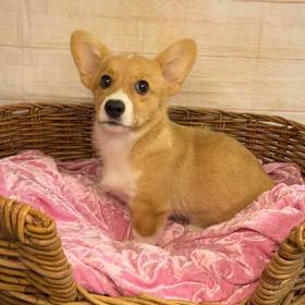 Pembroke Welsh Corgi