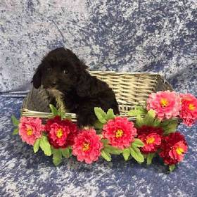 Cavalier King Charles/Poodle