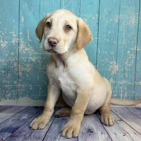 Labrador Retriever
