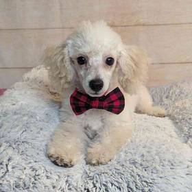 Poodle