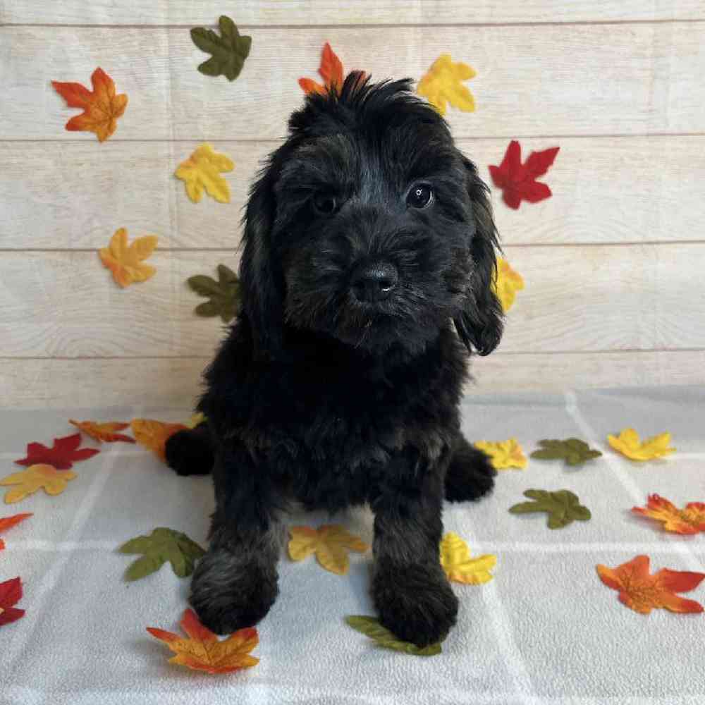 carousel pet images