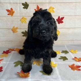 Yorkshire Terrier-Cocker Spaniel/Poodle