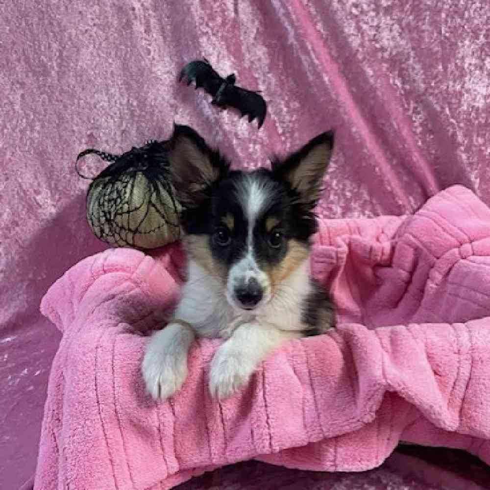 carousel pet images