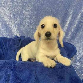 Dachshund Mix