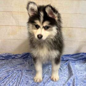 Pomeranian/Siberian Husky