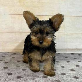 Yorkshire Terrier