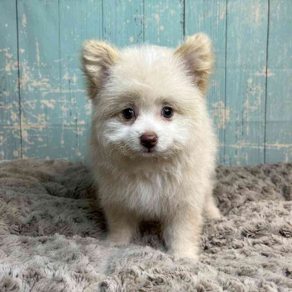 carousel pet images