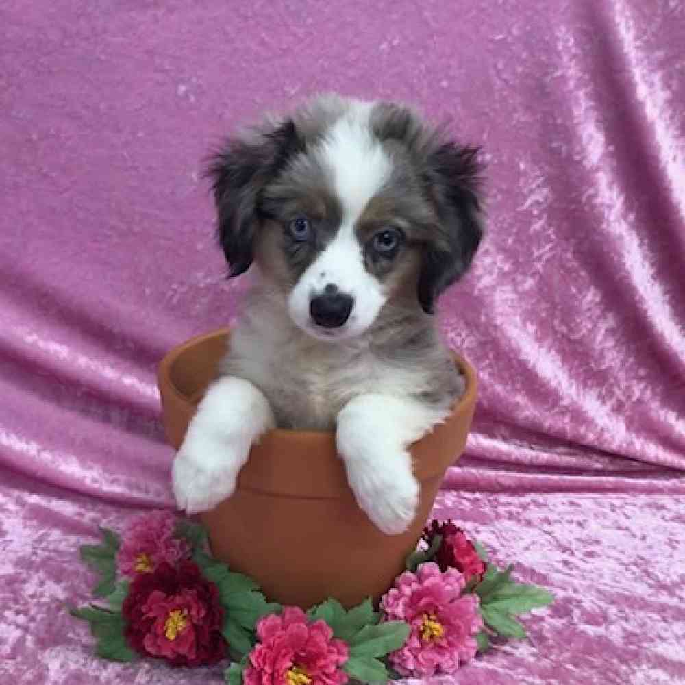 carousel pet images