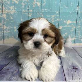 Havanese