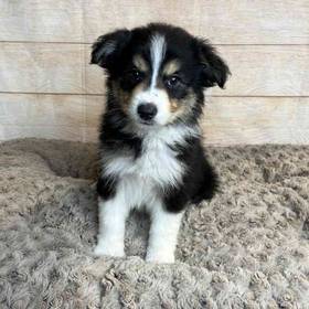 Miniature Australian Shepherd