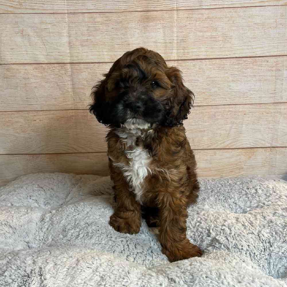 Male Cocker Spaniel/Poodle Puppy for Sale in OMAHA, NE