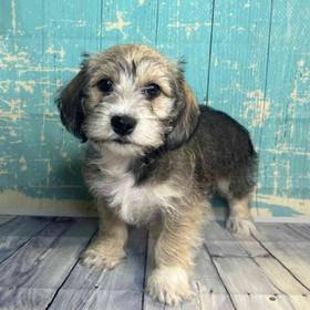 Dachshund/Miniature Schnauzer