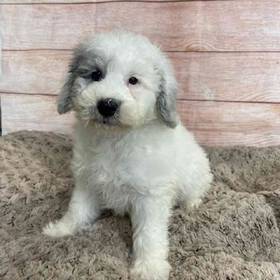 Old English Sheepdog/Poodle