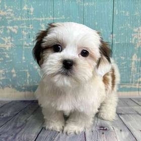 Havanese