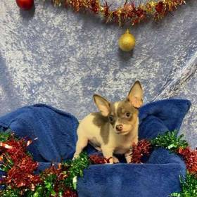Chihuahua
