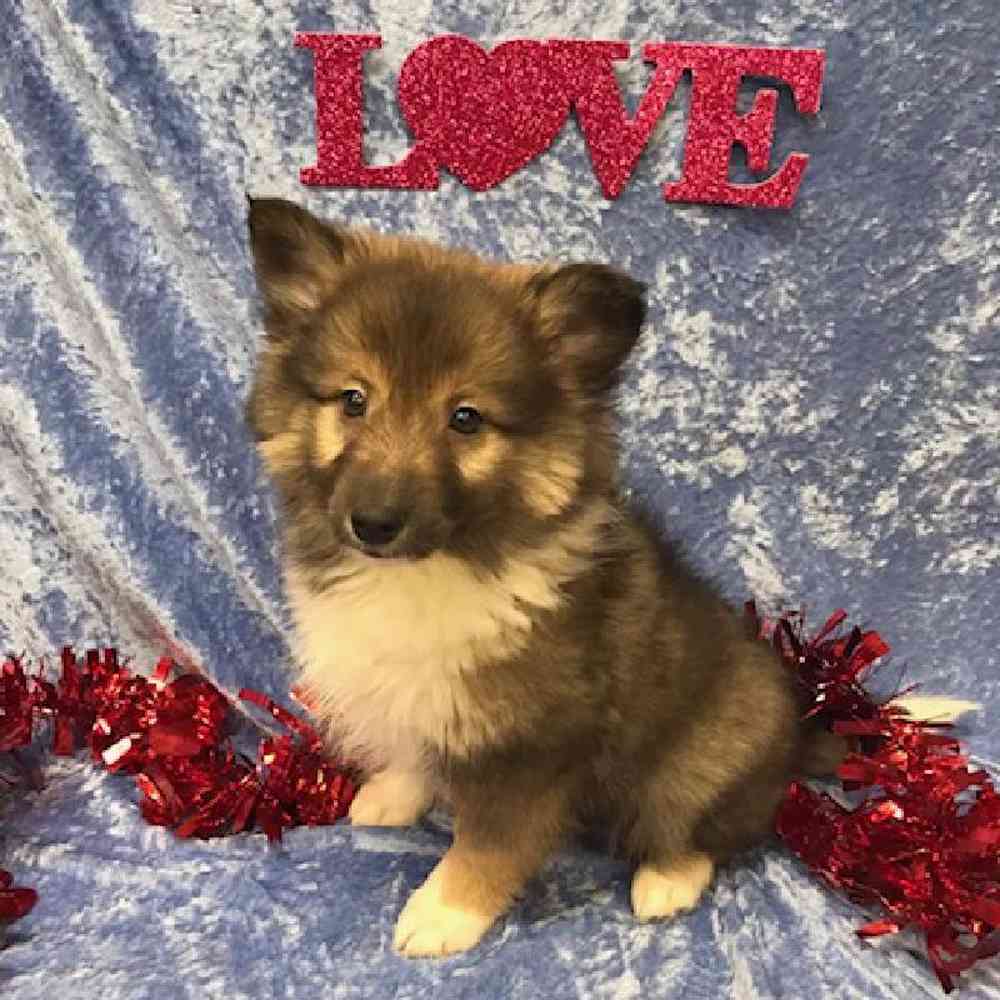 carousel pet images