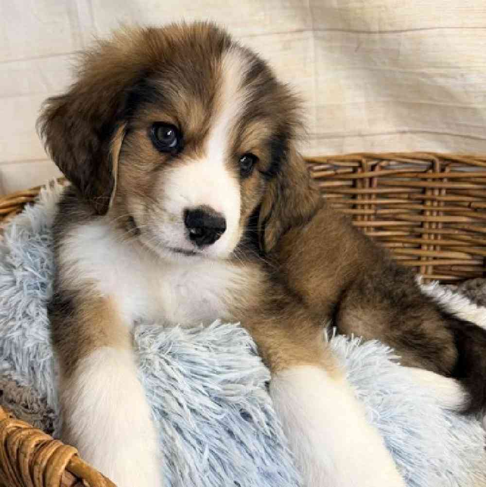 carousel pet images