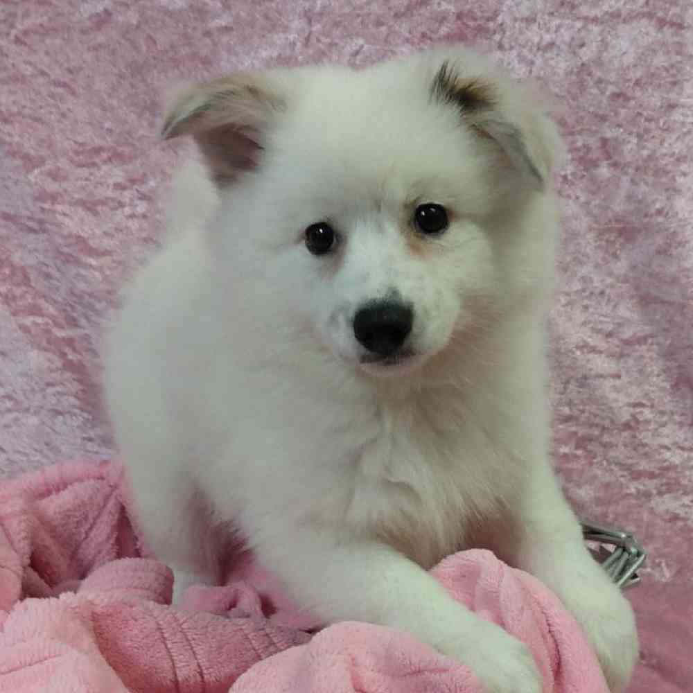 American eskimo mix puppies for best sale sale