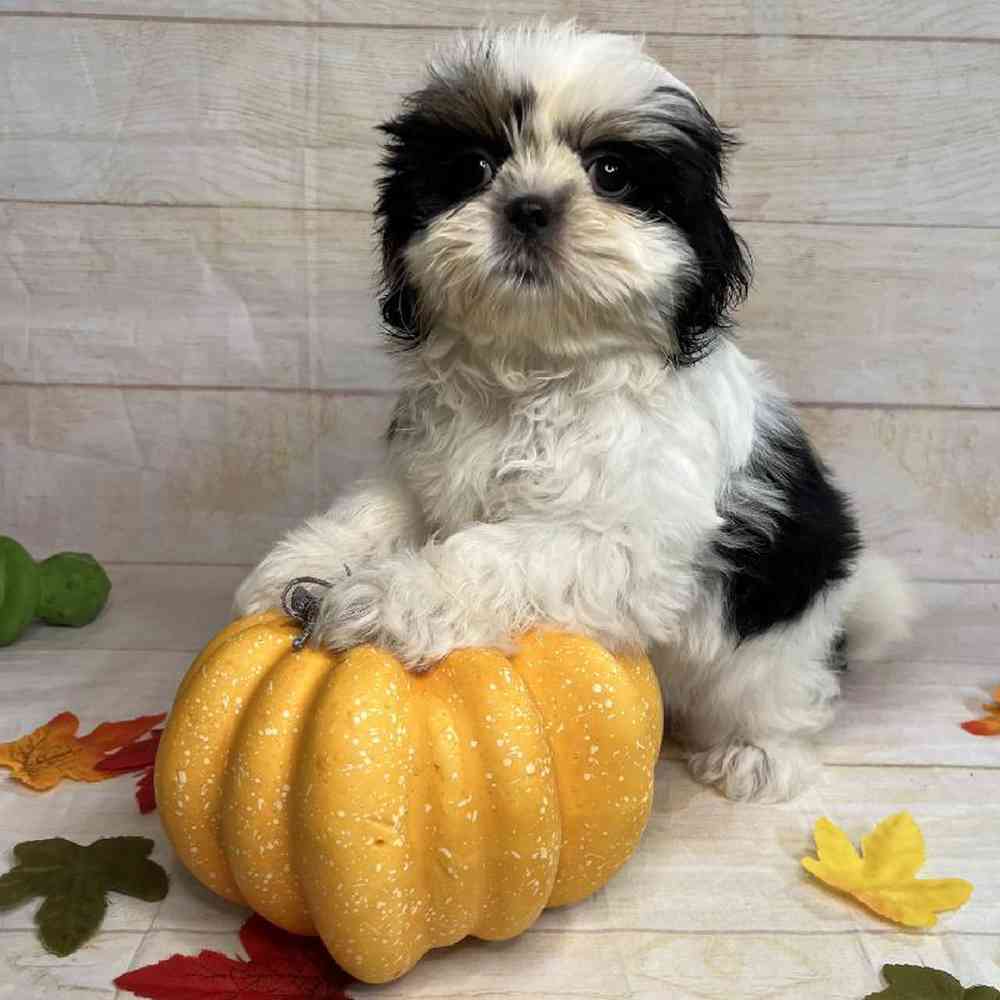 carousel pet images