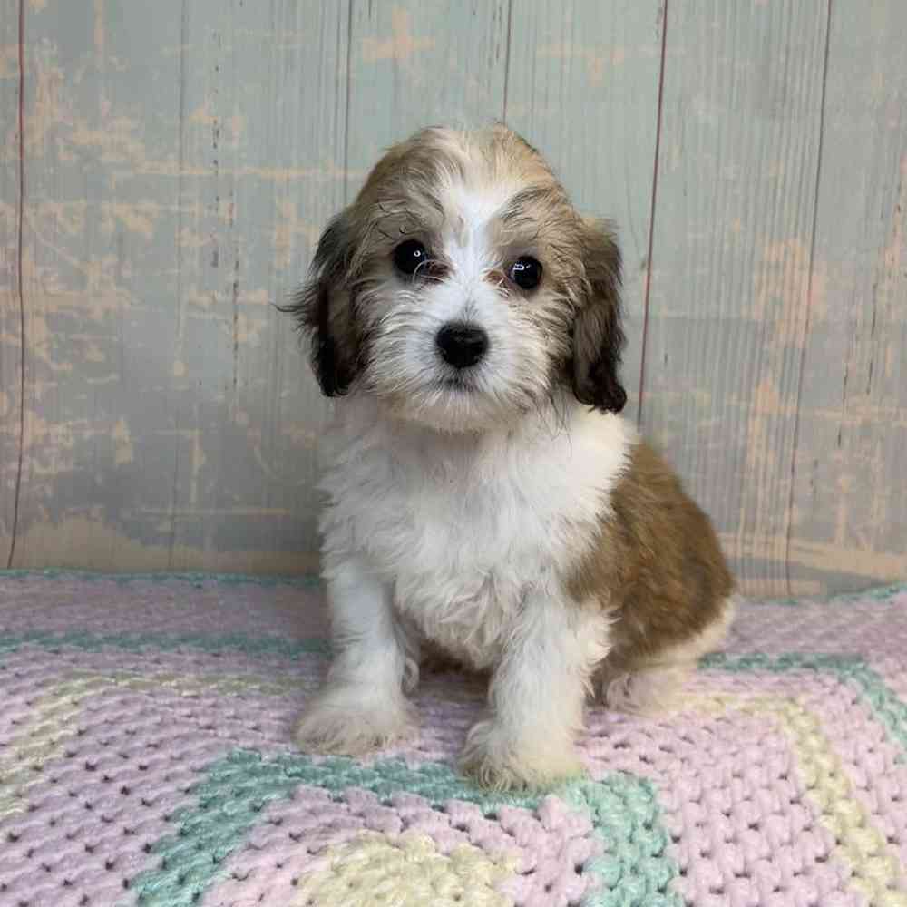 Image of a pet breed in the gallery