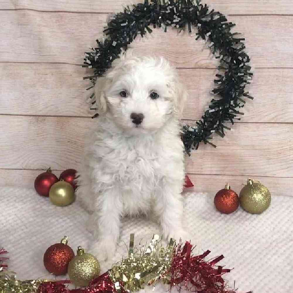 carousel pet images