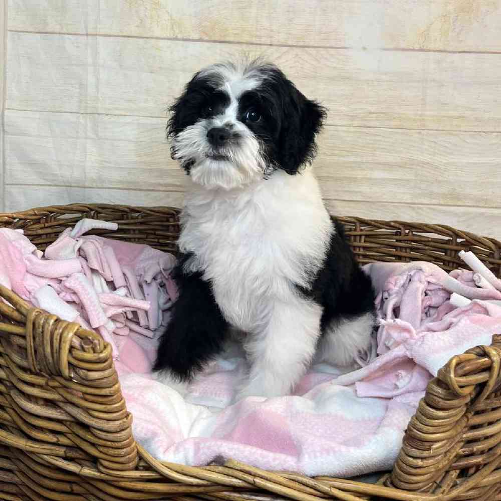 Image of a pet breed in the gallery