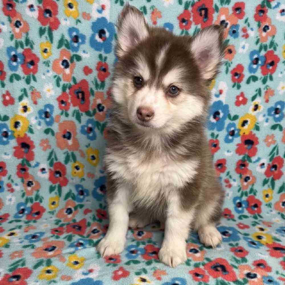 carousel pet images