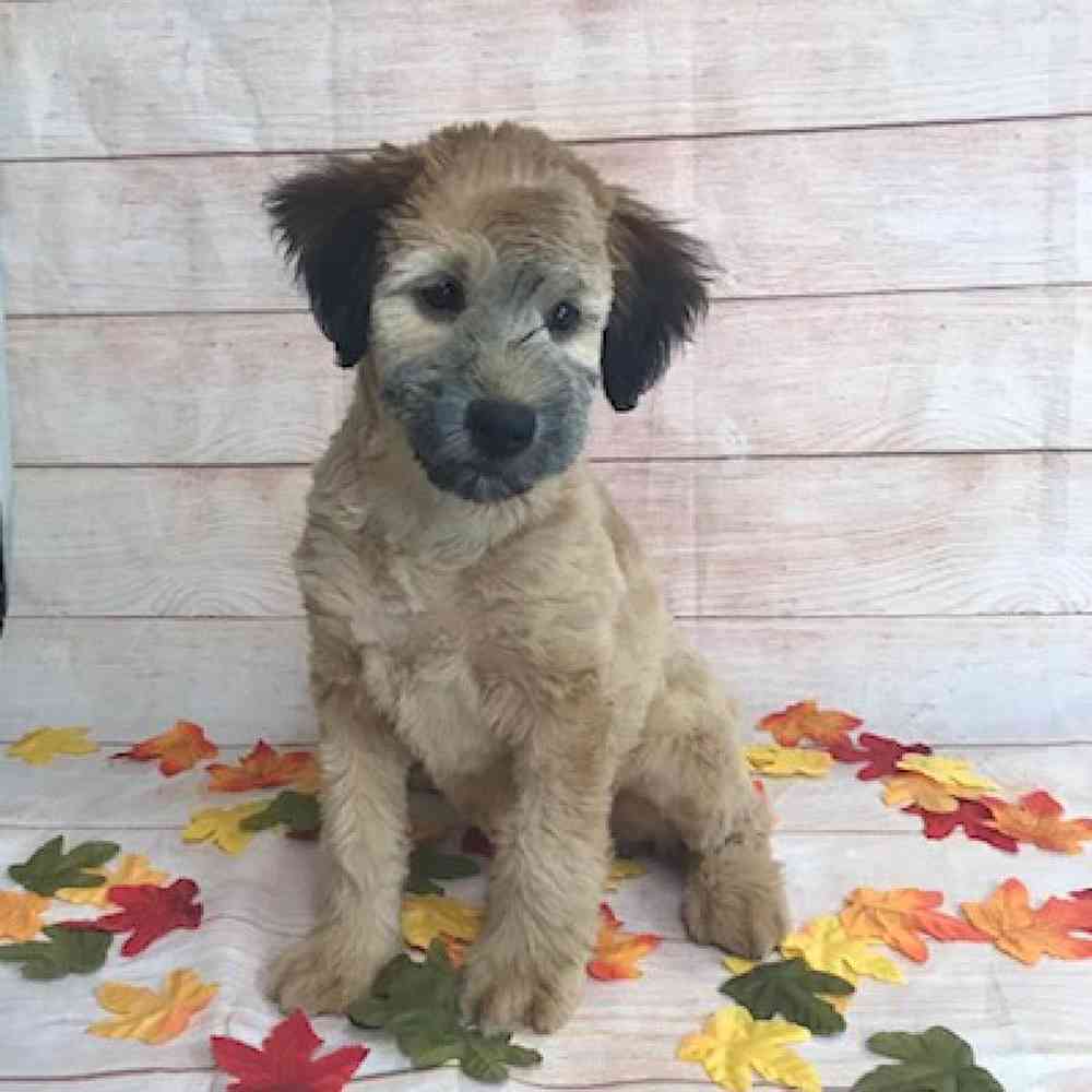carousel pet images