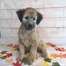 Soft Coated Wheaten Terrier