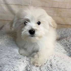 Bichon Frise