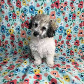 Poodle
