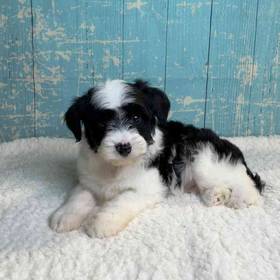 Miniature Australian Shepherd/ Poodle