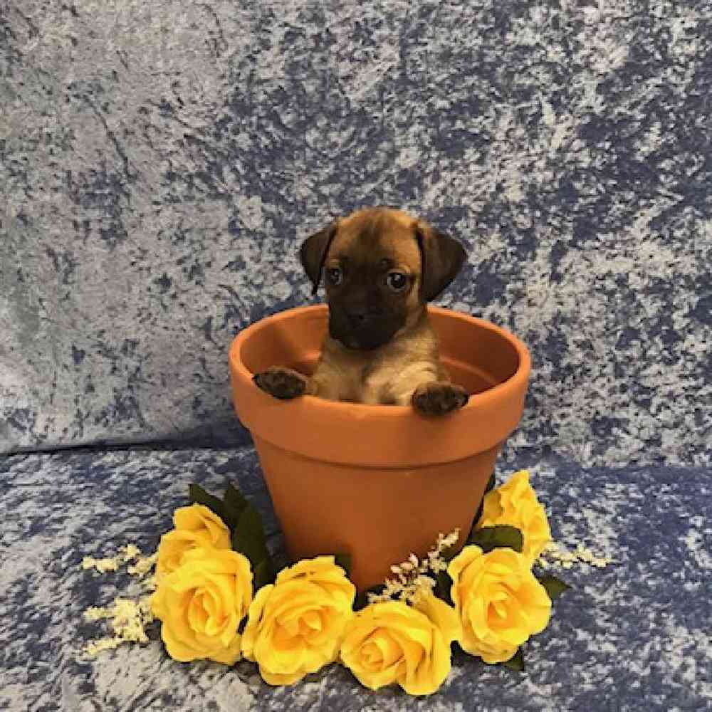 Male Pug/Jack Russell Puppy for Sale in OMAHA, NE