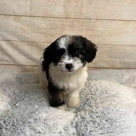 Dachshund/Poodle