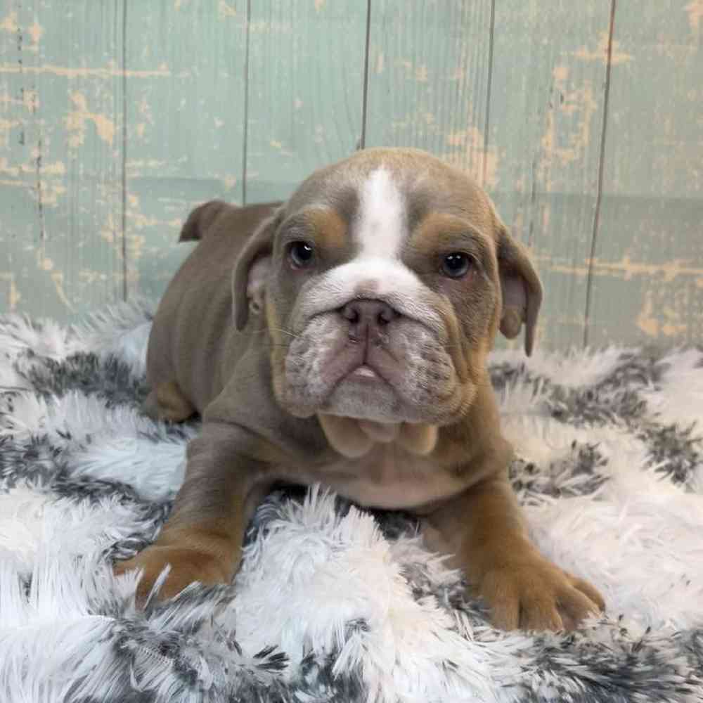 Image of a pet breed in the gallery