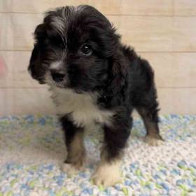 Miniature Australian Shepherd/ Poodle