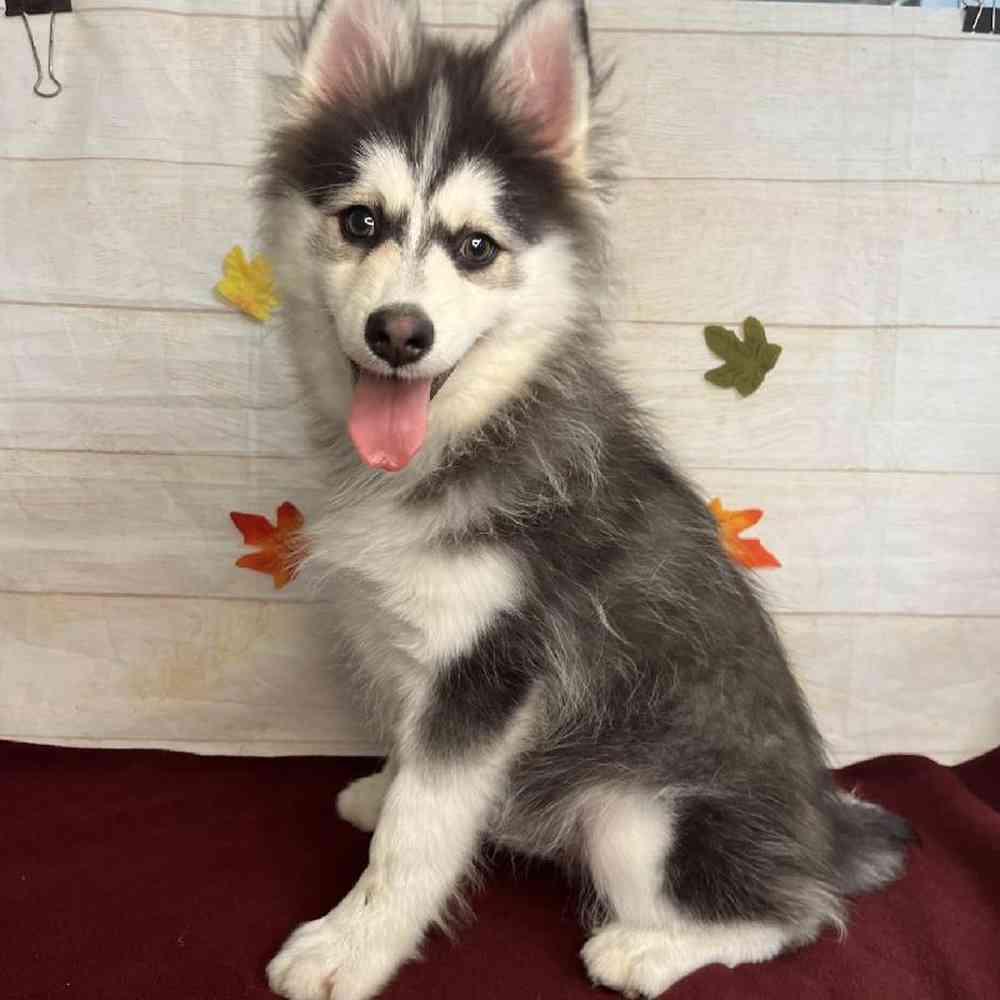 carousel pet images