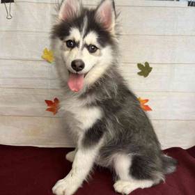 Pomeranian/Siberian Husky