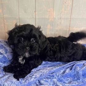 ShihTzu/Poodle