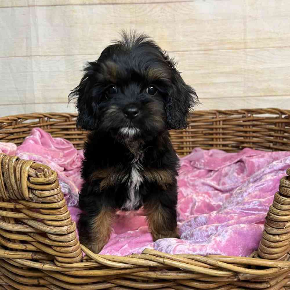 carousel pet images