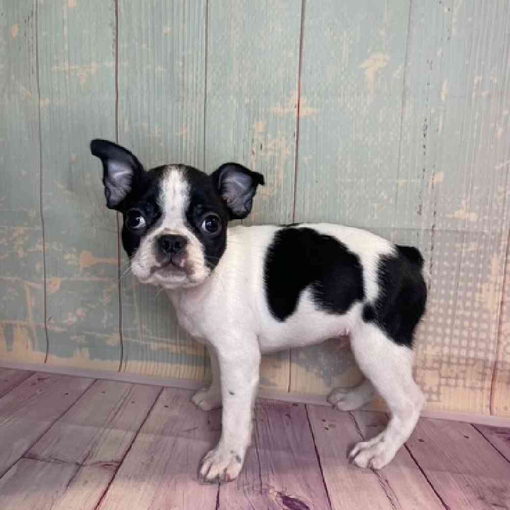 Image of a pet breed in the gallery