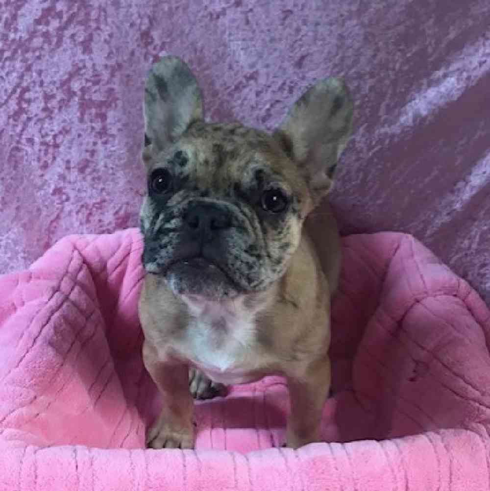 carousel pet images