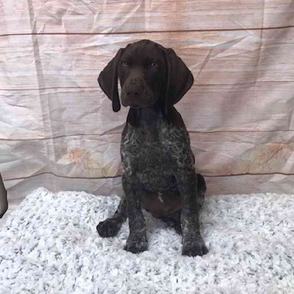 German Shorthaired Pointer Puppy for sale Tullys Kennels