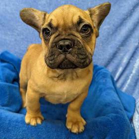 French Bulldog