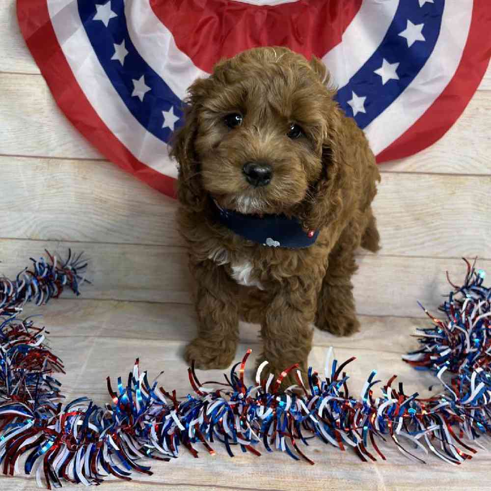 carousel pet images